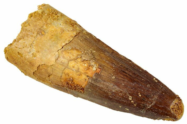 Fossil Spinosaurus Tooth - Real Dinosaur Tooth #329523
